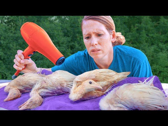 Not again! Baby turkeys get hit by a Rainstorm