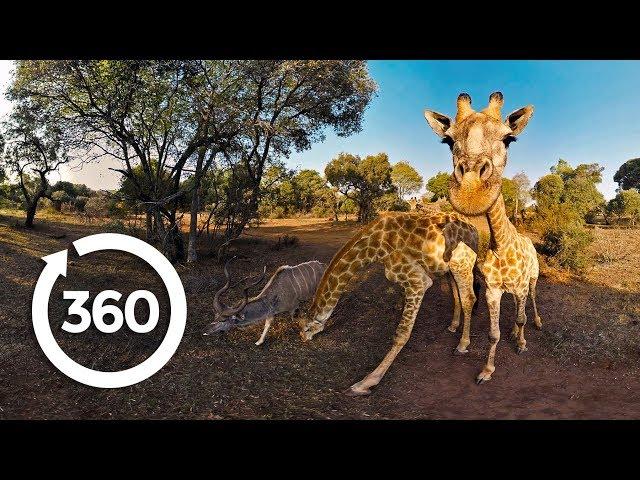 The Fight to Save Threatened Species (360 Video)