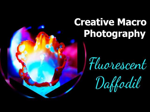 Creative Macro (Ultra-violet) - Fluorescent Daffodil