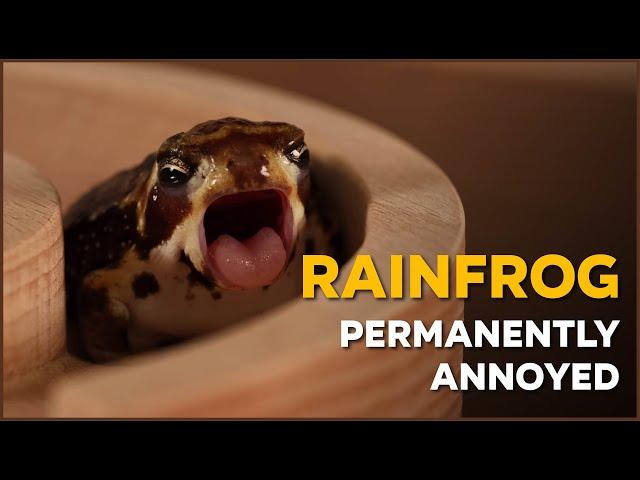 Don't Judge a Frog  by Its Grumpy Face! | Nature Nuggets