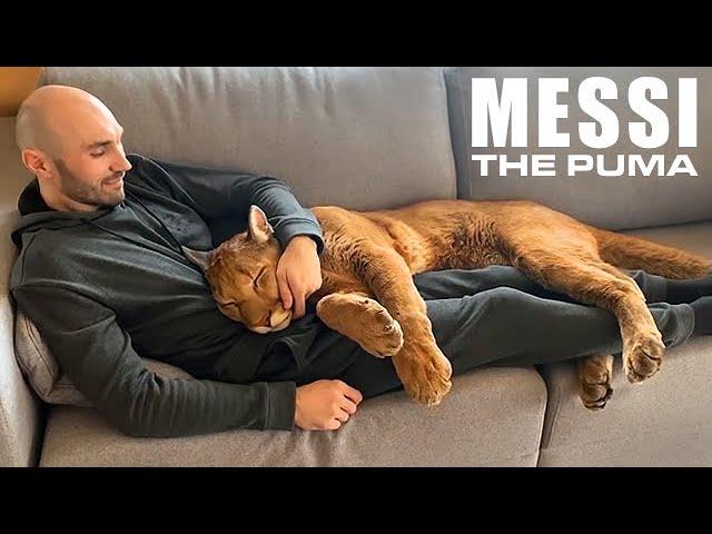 Messi The Puma is a Big Ol’ House Cat