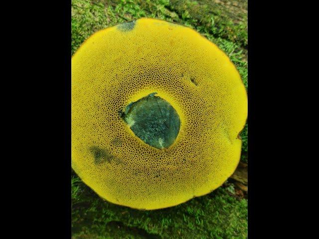 CAN YOU SPOT Boletus pulverulentus IN THE WOODS?!?! ️‍️️‍️️‍️️‍️️ 1 blue bruising bolete 