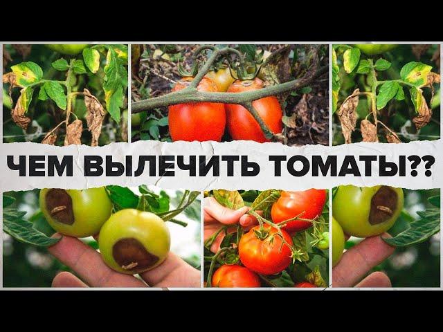 ЧТО С ТОМАТАМИ? ТОП САМЫХ СТРАШНЫХ БОЛЕЗНЕЙ. ЛЕЧЕНИЕ