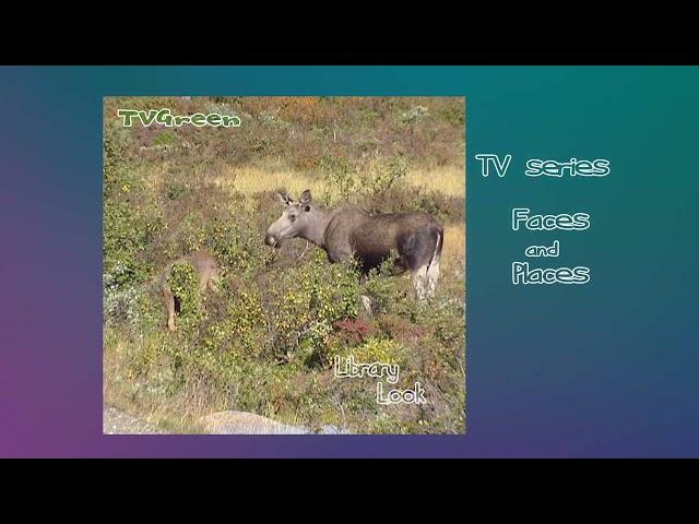 CameraTalk: Dovrefjell Rondane - Moose Family