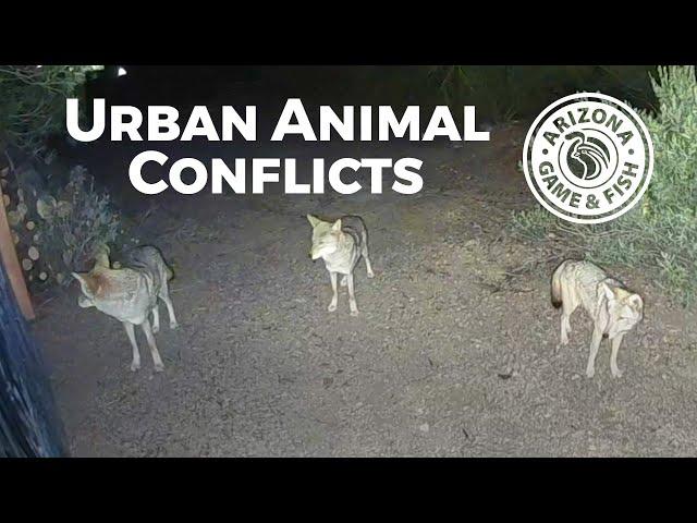 Urban Animal Conflicts