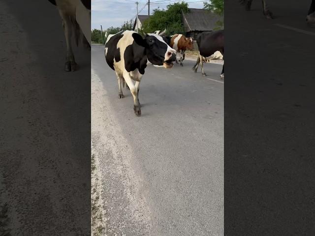 I wanted to plant on the horns #cows #farm #withme