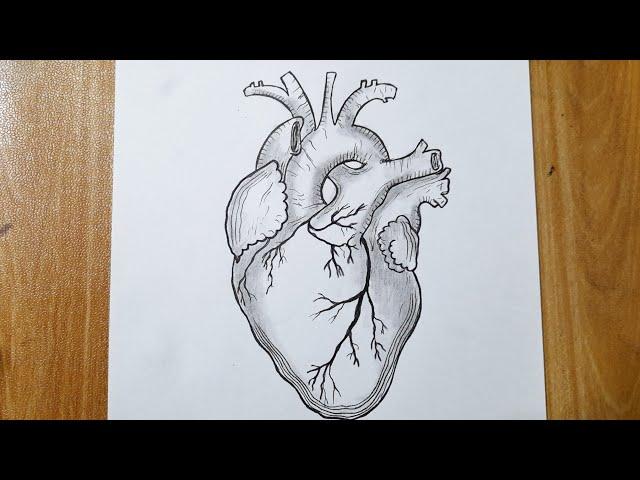 How to draw a human heart easy || Heart diagram