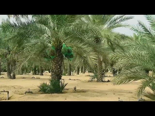 Dates Palm Fruit Farm @ Dubai, UAE