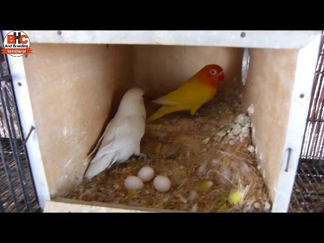 Best Breed Albino Red Eyes and Lutino Red Eyes Lovebirds | Birds Overview 2018 Video Urdu/Hindi