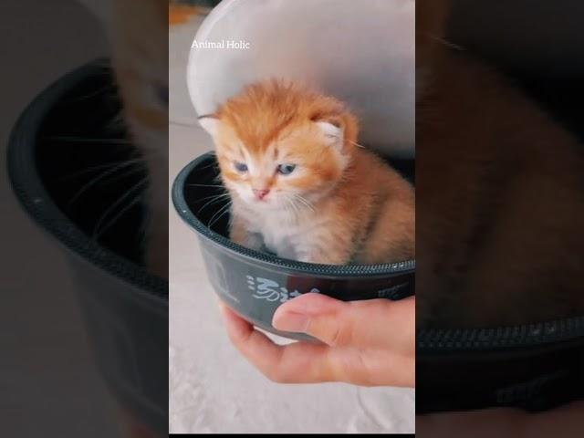 Cute Cat Video | Cat Videos | Meowing Cat Video | Animal Holic | Funny Cat Video | Cat Sound | Kitty