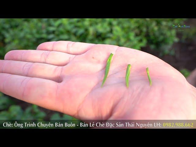 Tại Sao Chè Đinh Tân Cương Lại Là Loại Chè Ngon Nhất Thái Nguyên