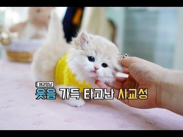 먼치킨고양이 와 브리티쉬숏헤어골드 너무예쁜 영상둘