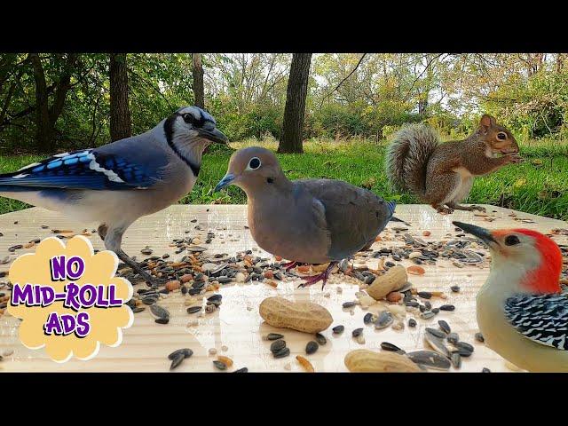 10 Hours of Birds & Squirrels for Dogs & Cats to watch [NO MID-ROLL ADS] Cat TV | Dog TV  