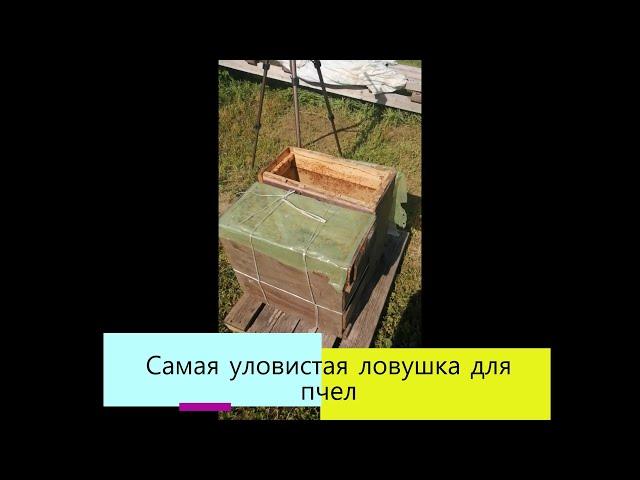 САМАЯ уловистая ловушка для пчел которую я когда-либо видел