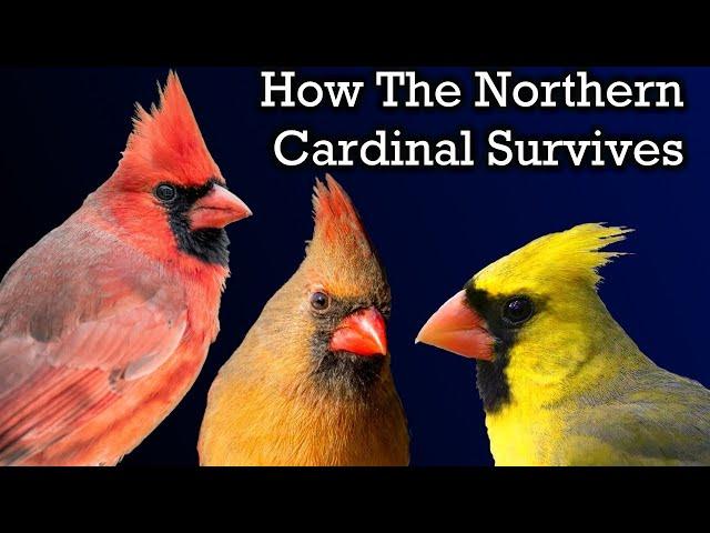 The Surprising Life of a Cardinal | Nature Documentary