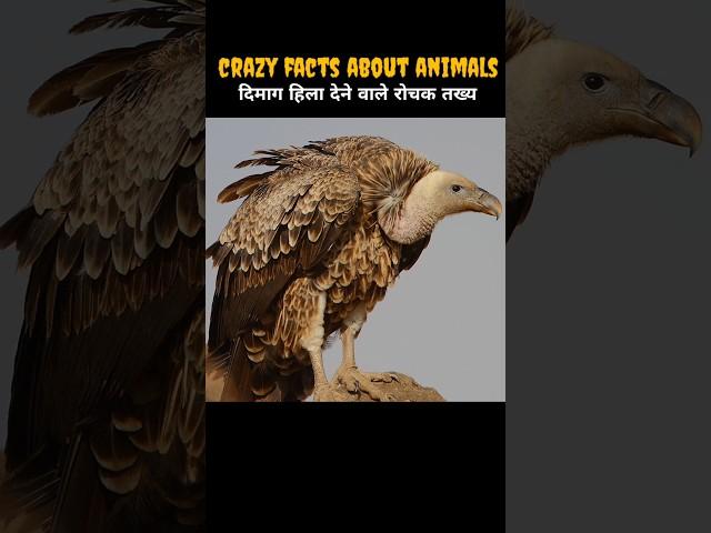 Amazing Facts About Animals | Animal Facts | Facts In Hindi #shorts