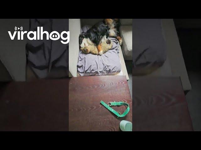 Dog and Cat Nap Together || ViralHog