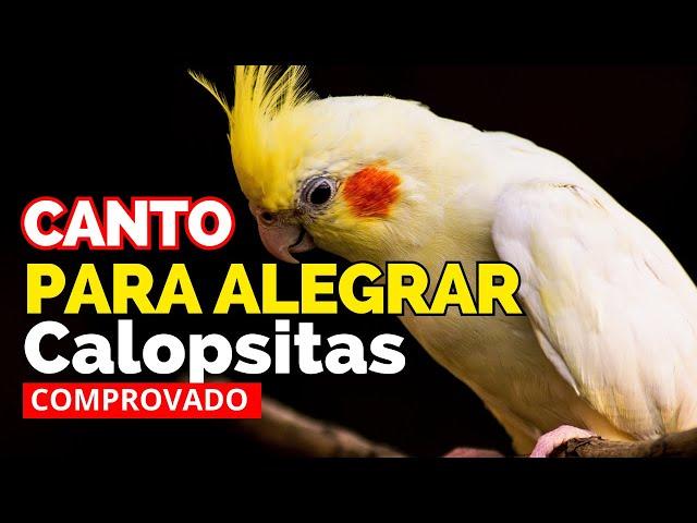 Calopsita Cantando 1 hora de canto Calopsitas PARA ALEGRAR sua Calopsitas Cantar Assobio Calopsitas