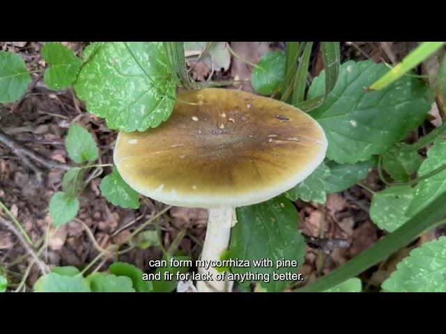 Amanita Phalloides. How to distinguish from champignons, cheese and fly agaric. Signs of poisoning
