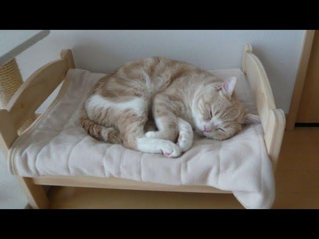 Japanese Feline Lovers Crafts IKEA Doll Beds into Luxurious Cat/Rabbit Pet Beds