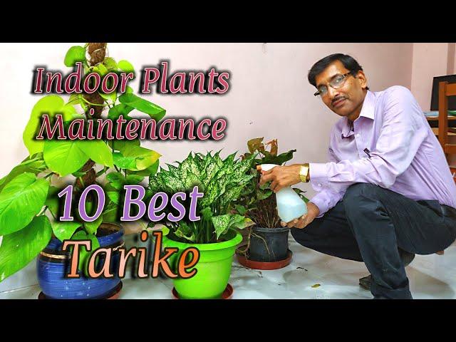 इंडोर प्लांट्स ग्रो करने के १० जरूरी टिप्स जानिए  // 10 Important tips for  indoor Plants.