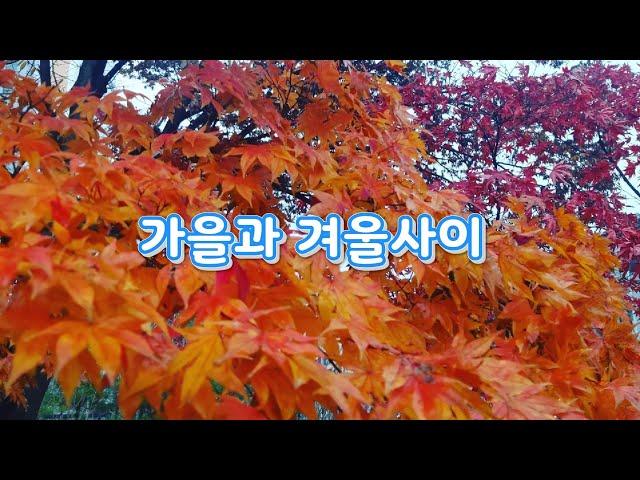 [여행로그] 푸른수목원가을과 겨울사이의 단풍풍경Pureun Arboreum