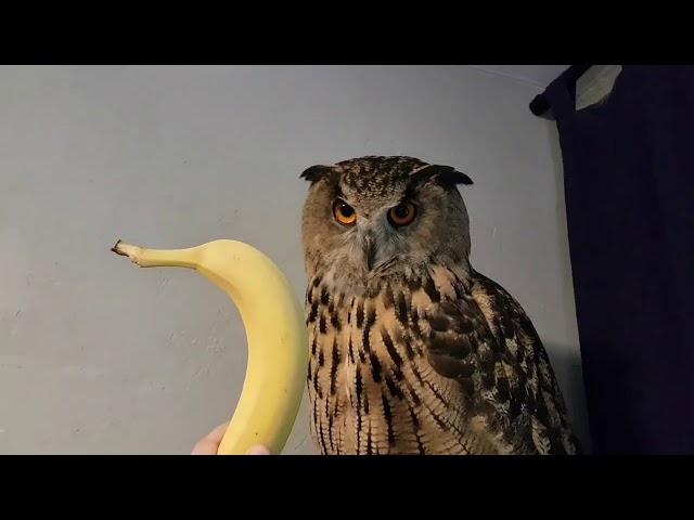 Eagle-Owl Yoll and Banana.