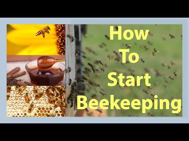 Beekeeping How To Start Beekeeping In 2025