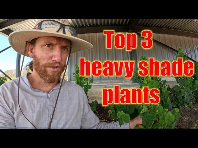 Top 3 Shade Plants for Texas - Landscaping Pro Tips #texas #nativeplants #garden #landscape #shade