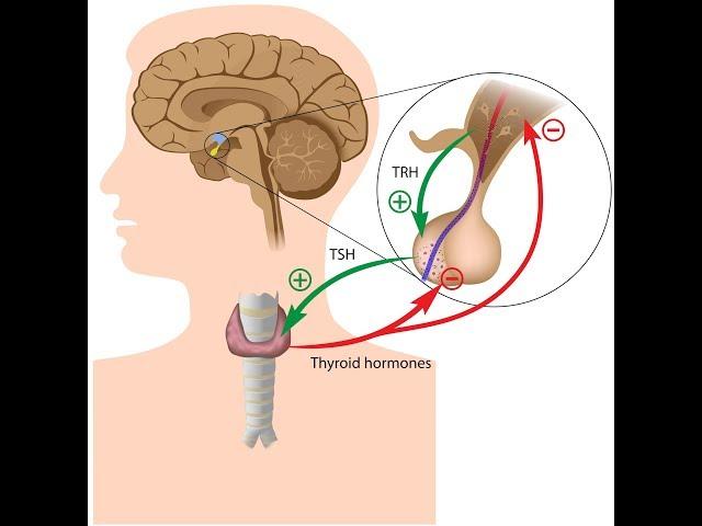 Hypothalamus-Pituitary-Thyroid Axis Pathophysiology