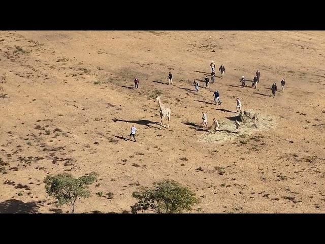 Tripping a  giraffe with a rope after darting.  This giraffe was moved to a new herd.