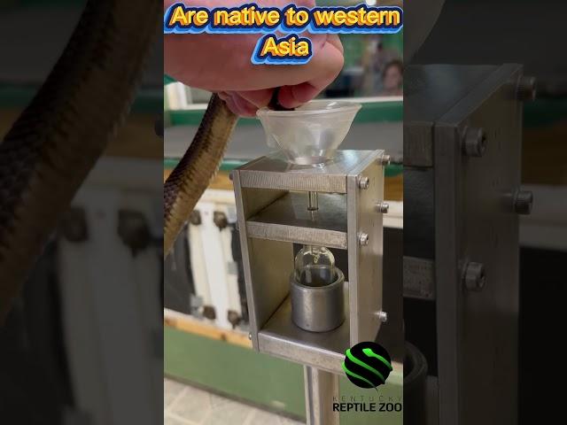 Caspian cobra venom extraction! #venomislife #kyreptilezoo #reptiles