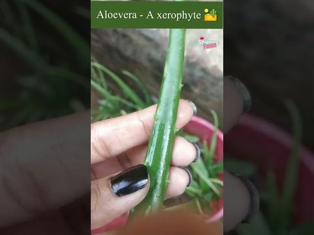 Xerophytes have modified leaves as spines #shorts #sciencevideo #shortsfeed #scienceshort #aloevera