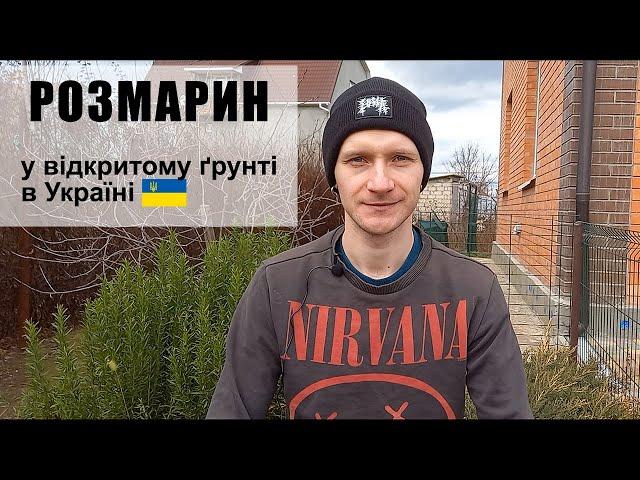 РОЗМАРИН. Вирощування у відкритому ґрунті без укриття. Rosemary in Ukraine.