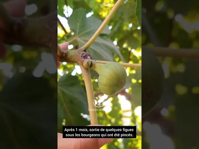 Pincement sur figuier | Pinching on fig tree | القرص على شجرة التين