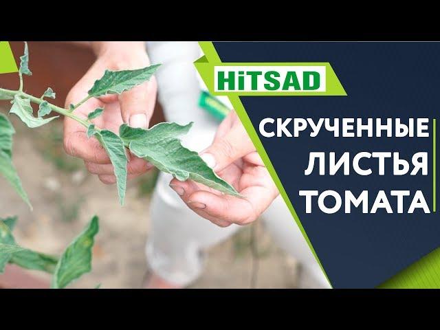 СПАСАЕМ ТОМАТЫ!!!  Скручивание Листьев  Советы От Хитсад ТВ