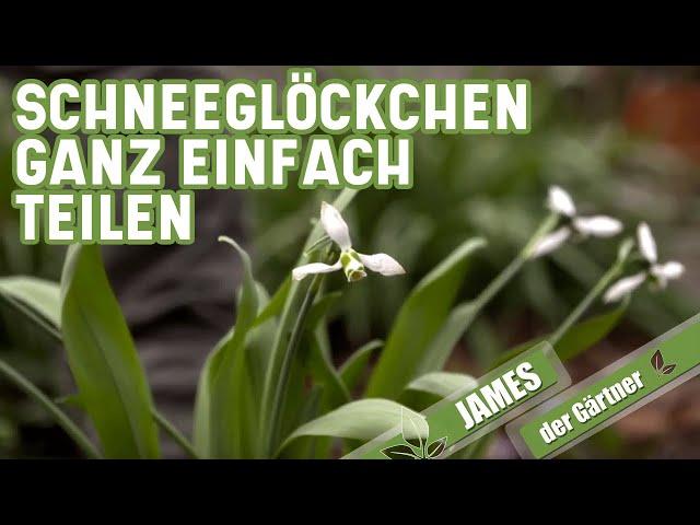 Schneeglöckchen (Galanthus) ganz einfach vermehren | James der Gärtner