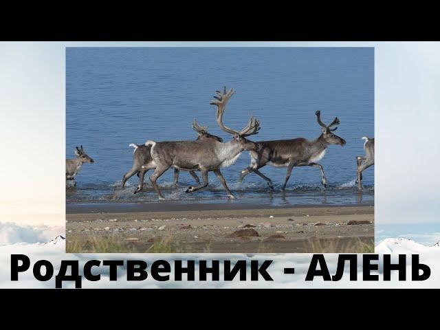 Ваш родственник Алень / Как быть?