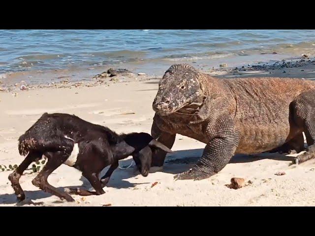 The Goat Pretends To Be Hit By a Komodo Dragon 