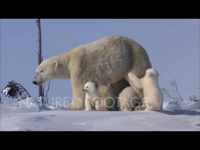 Polar Bears Play in their Natural Environment - NatureFootage Stock Collection