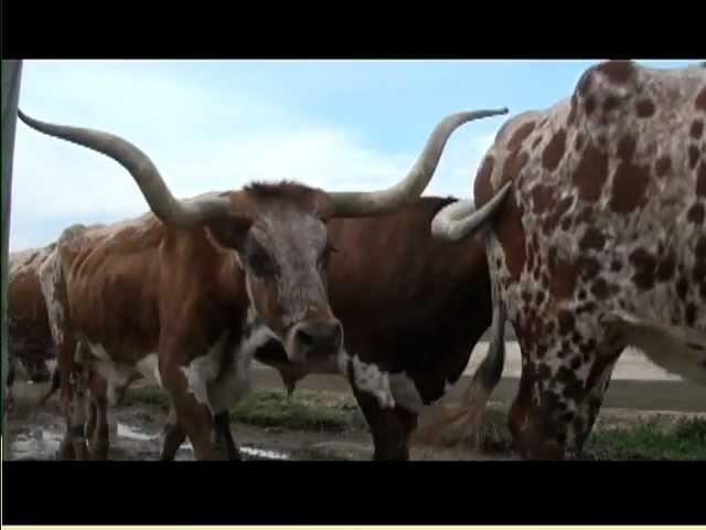 Superior Sunrise - RFD-TV - The Fort Worth Herd