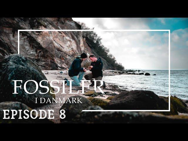 Fossil Jagt - Hajtænder ved Trelde Næs // Naturen I Danmark // Naturformidling, dansk naturfilm