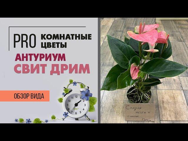 Антуриум Свит Дрим - сладкая мечта | Розовый сорт антуриума | Цветок мужское счастье