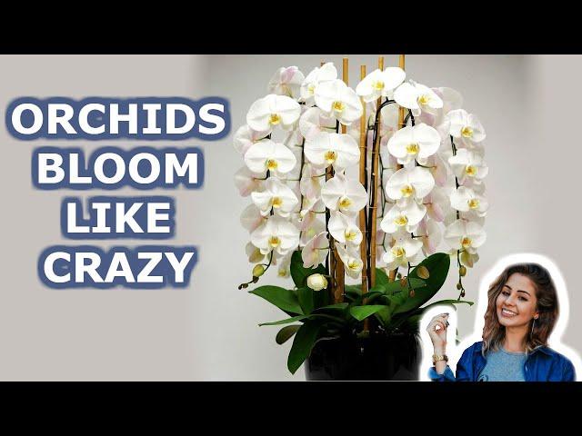 Your Orchid Will Bloom all  Year Round. 7 Growing Orchids Tips You Should Know | iKnow