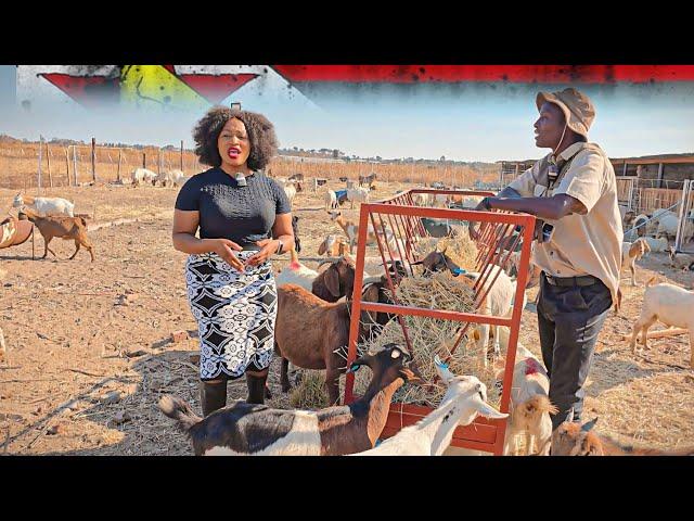 How They Transported  their Goats From Namibia by Road to Start a New Life in Zimbabwe