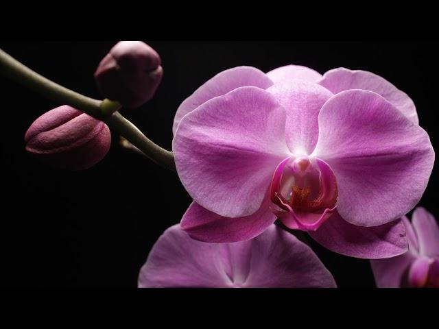 Blooming Flowers 4K Time Lapse Video with Gentle Rain Sounds 1 Hour