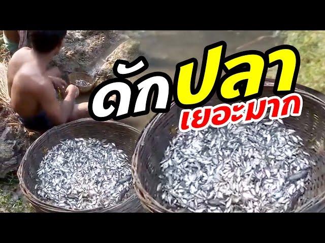 วิธีดักปลาแนวใหม่ ได้เยอะมาก | ภูมิปัญญาชาวบ้าน