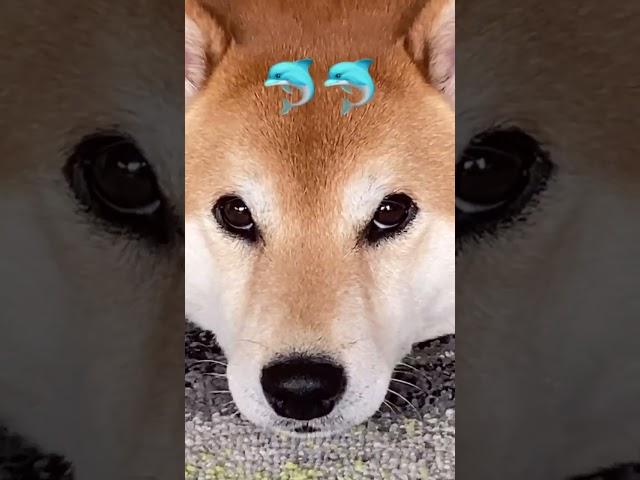 Shiba Will Not Roll Over