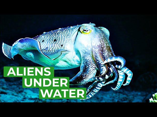 Cuttlefish - Underwater Aliens | Free Documentary Nature