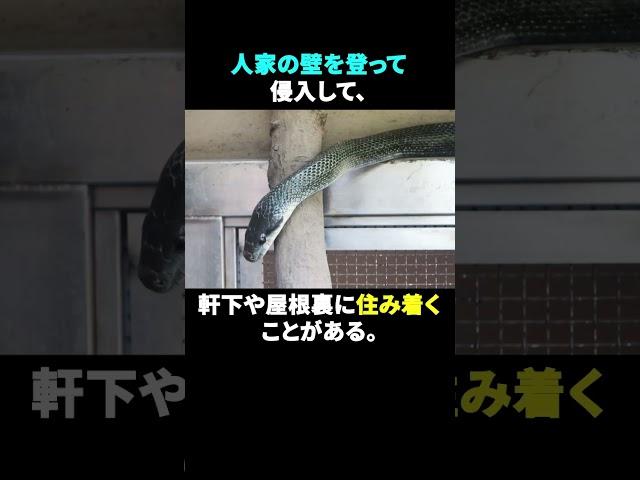【ゆっくり解説】日本最大級の大蛇アオダイショウについてこっそり教えます